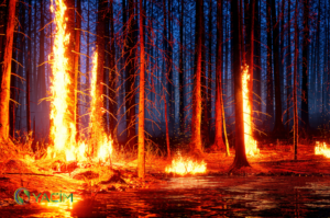 Orman Yangınlarını Önlemek İçin Neler Yapılabilir?